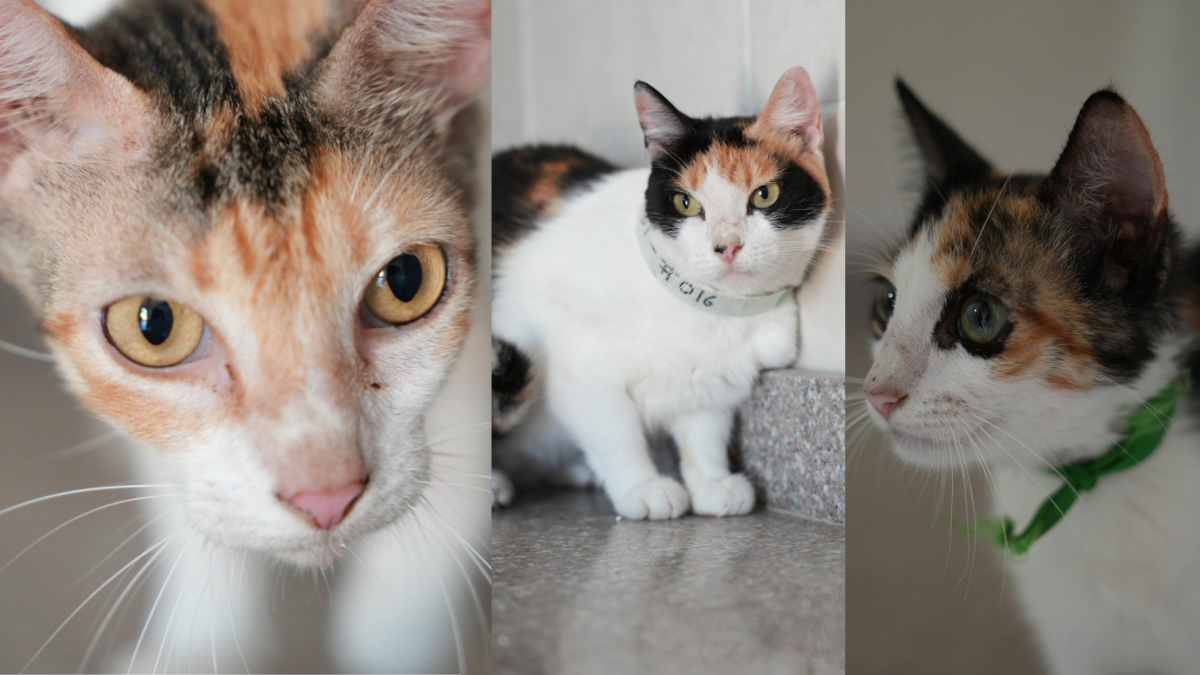 El sábado, más de 200 gatos están buscando una casa