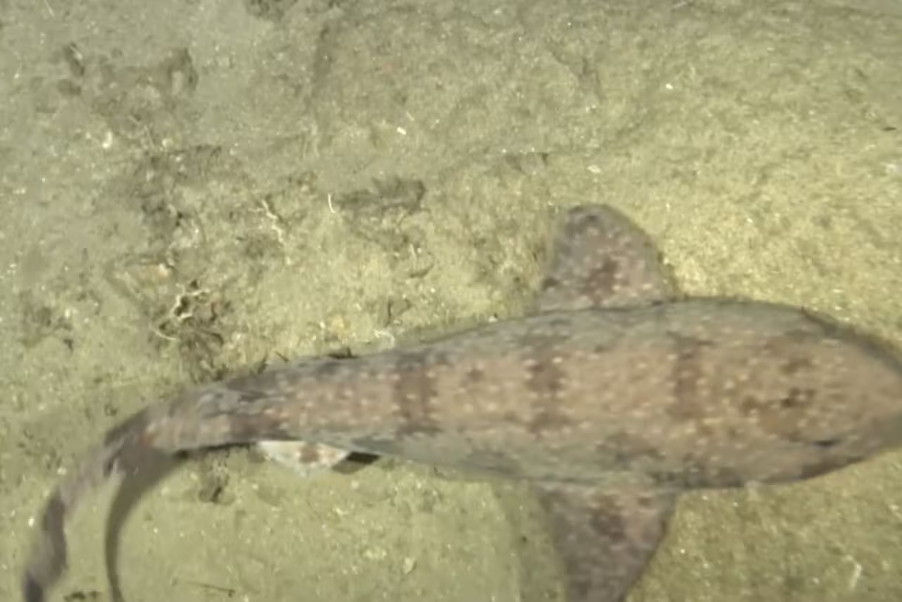 El tiburón de gato pintado: un hallazgo único en profundidad en Timor-Stete