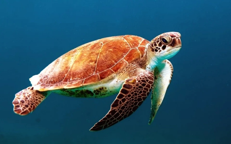 Día Mundial de la Tortuga: una charla de conservación