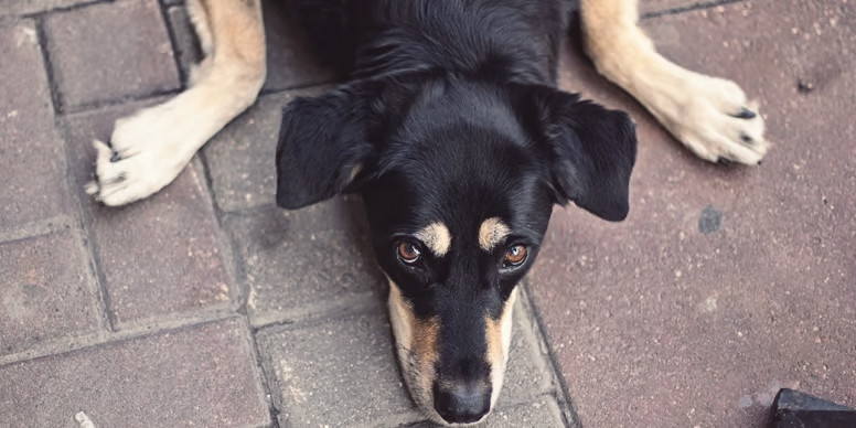 Día del perro mundial sin raza: una fecha para promover la adopción

 – Ojo critico