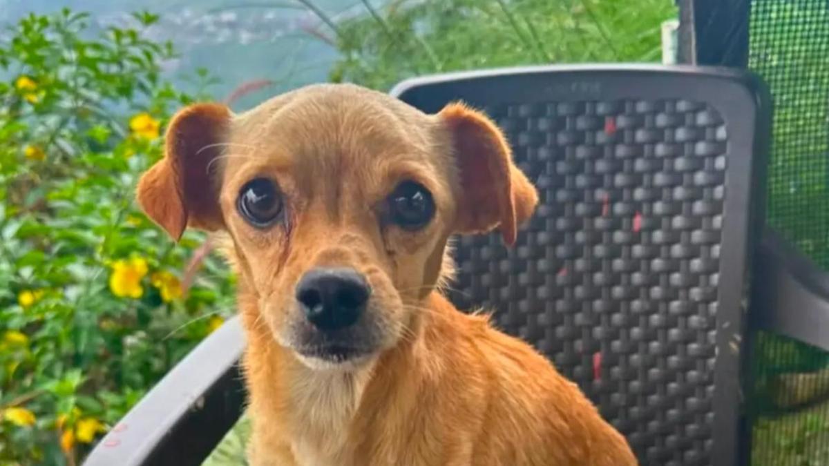 La historia de Tony, un cachorro salvado después de cinco días bajo un descanso en Quindi