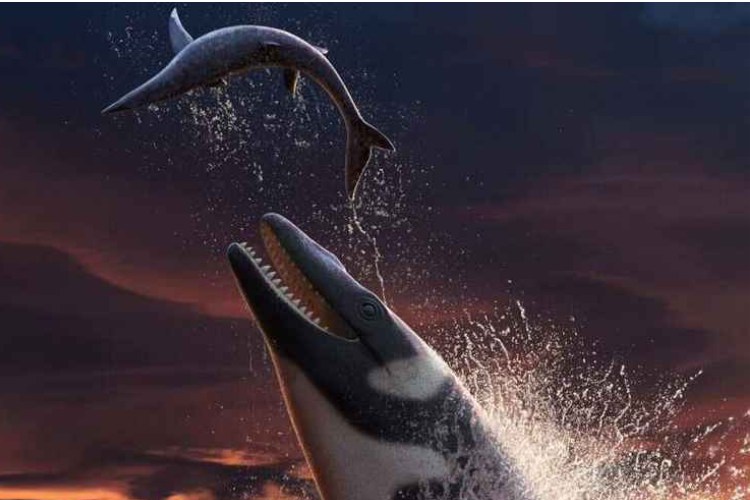 El increíble depredador azul marino de Marruecos

 – Ojo critico