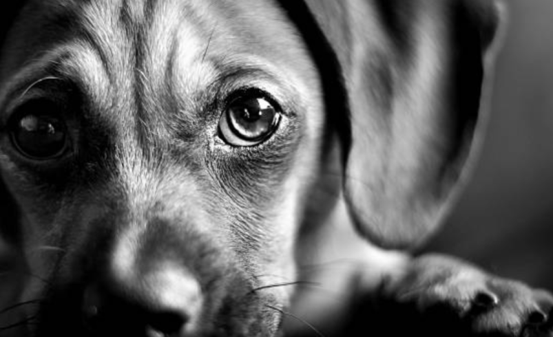 Indignación en Santa Marta con respecto al brutal abuso de animales: exigen justicia para Pinky

 – Ojo critico