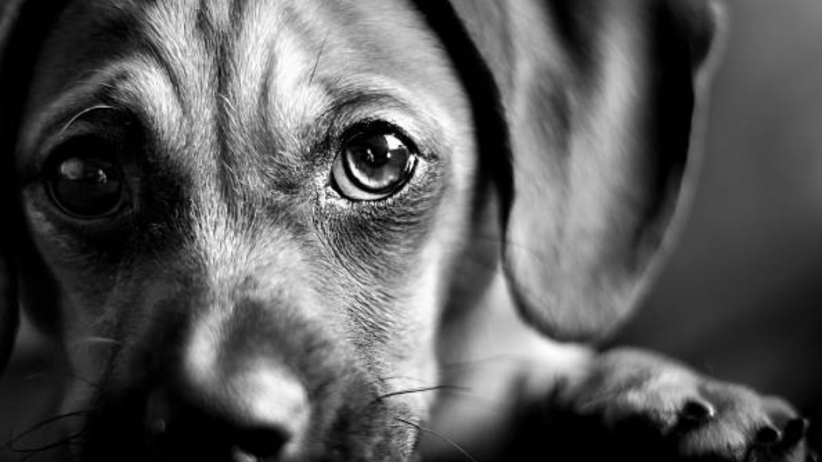 Indignación en Santa Marta con respecto al brutal abuso de animales: exigen justicia para Pinky

 – Ojo critico