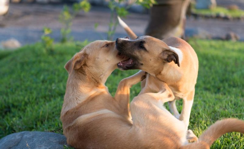 Menor de Sampés Indígena Cabildo (Sucre) fue llevado a luchar por un mal tratamiento del perro

 – Ojo critico