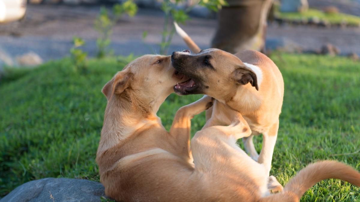 Menor de Sampés Indígena Cabildo (Sucre) fue llevado a luchar por un mal tratamiento del perro

 – Ojo critico