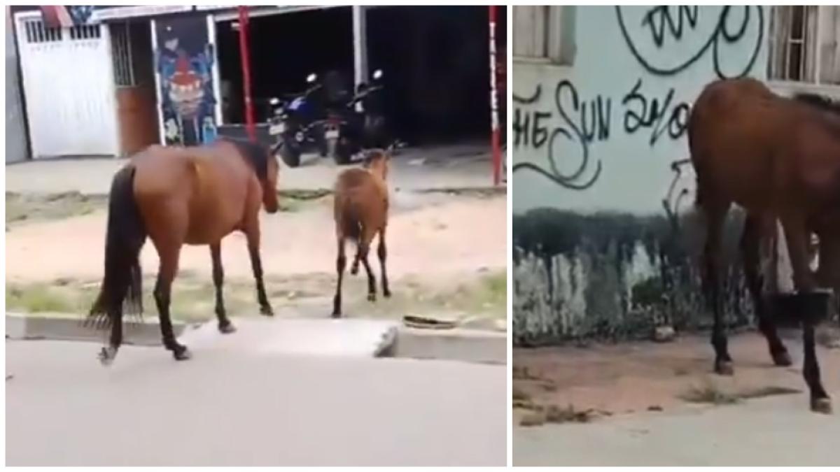 El motociclista metió el potro en Ibagué y se rompió la pierna: los voluntarios lograron ayudar

 – Ojo critico