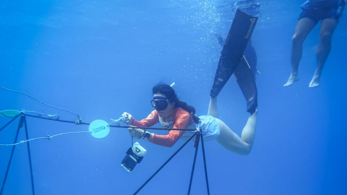Así es como funcionan las guarderías de coral, que buscan revivir el arrecife en San Andrés

 – Ojo critico