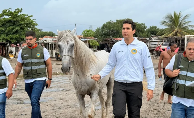 La oficina del alcalde de Kartagena salva a un caballo mal tratado y progresa en el progreso legal contra el agresor, que sigue siendo un fugitivo

 – Ojo critico
