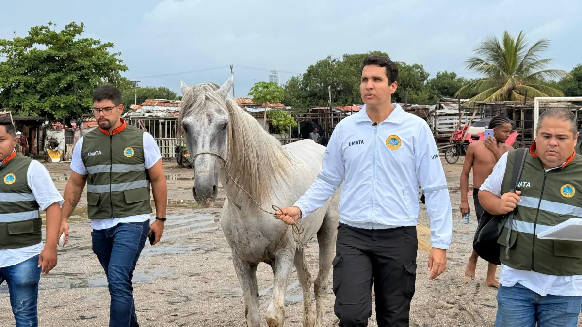 La oficina del alcalde de Kartagena salva a un caballo mal tratado y progresa en el progreso legal contra el agresor, que sigue siendo un fugitivo

 – Ojo critico