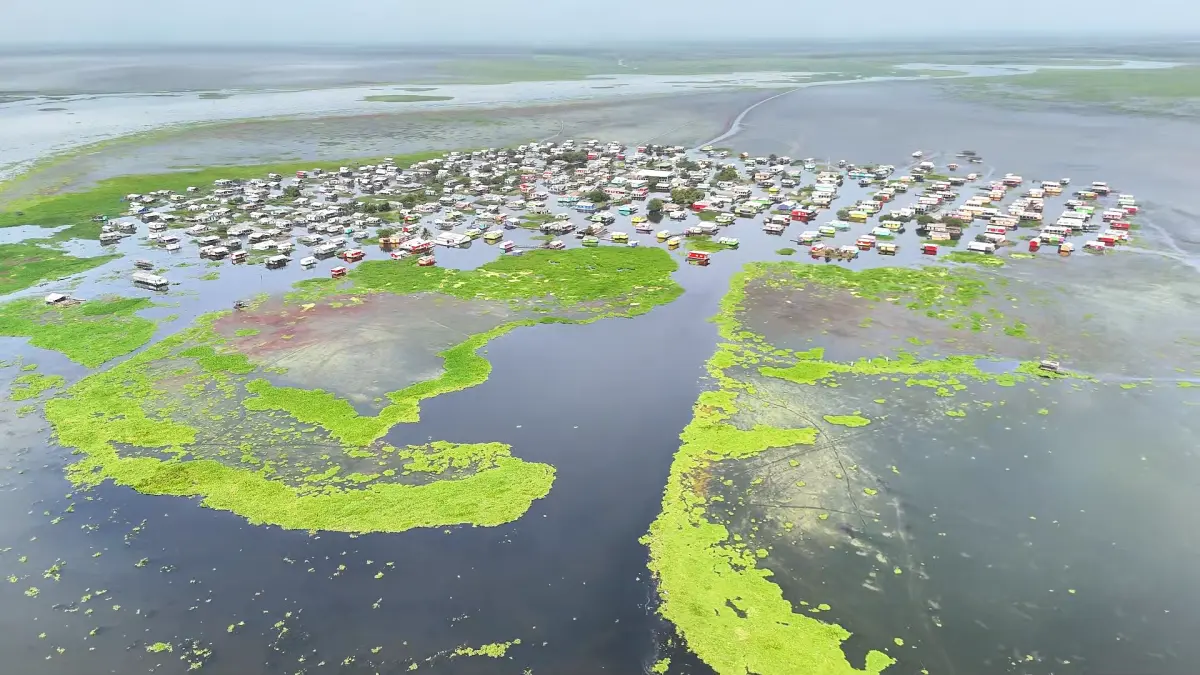 La planta invasiva pone vida en uno de los pueblos de Palafitos con Ciénaga Grande de Santa Marta

 – Ojo critico