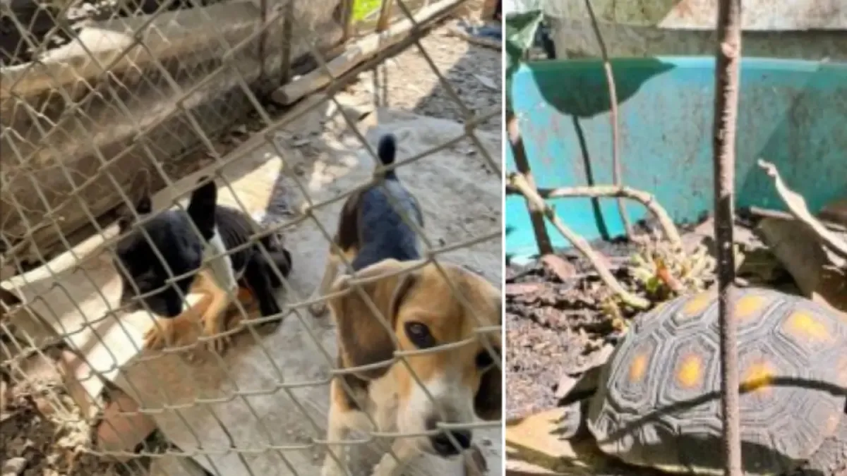 La indignación de Palmir a un hombre que tenía 15 animales en cautiverio y en condiciones inciertas: fue capturado

 – Ojo critico