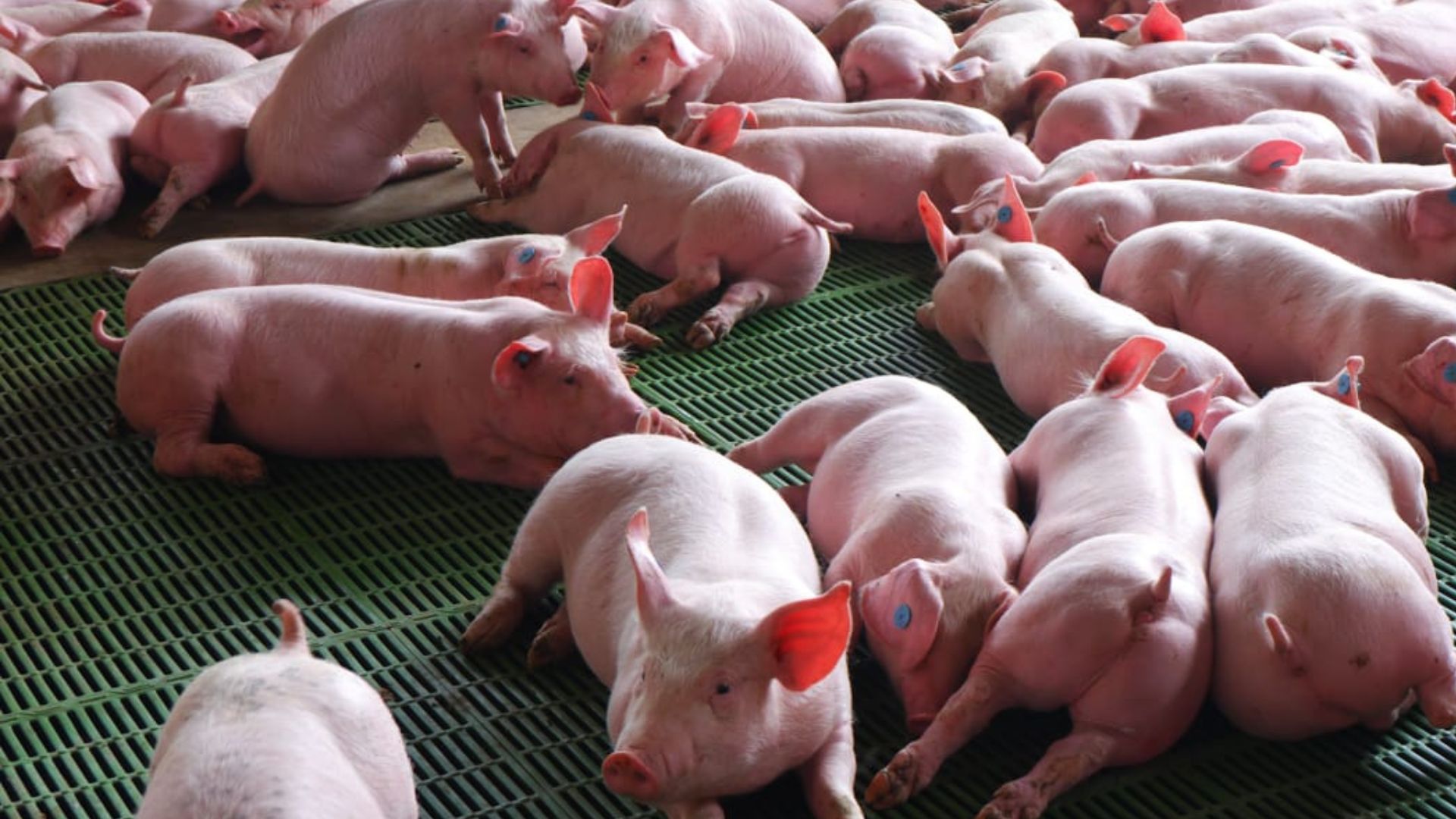 Aprenda en Agroexpo 2025 cómo ser informado se aplica en la cría colombiana de cerdos

 – Ojo critico