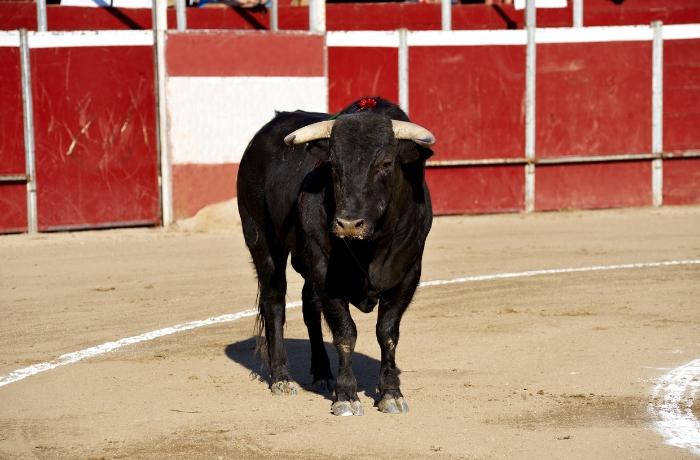 Día del Mundo Antitaurhin: El mundo levanta la voz contra una práctica que pierde fuerza

 – Ojo critico