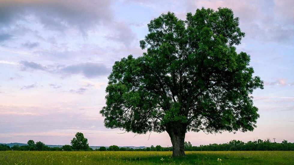 Día del árbol mundial: una fecha para reconectarse con la naturaleza

 – Ojo critico