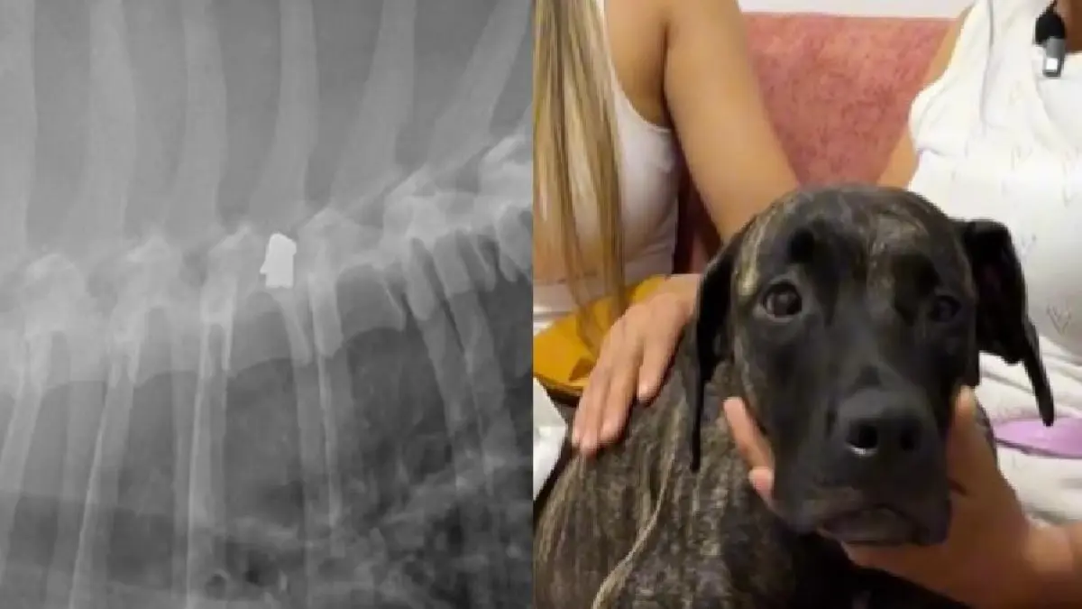 Doguillo

 – Ojo critico