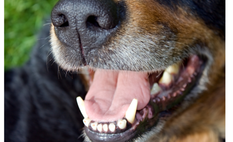 El distrito de Cartagena ofrece un premio por agresión brutal con un machete para un perro

 – Ojo critico