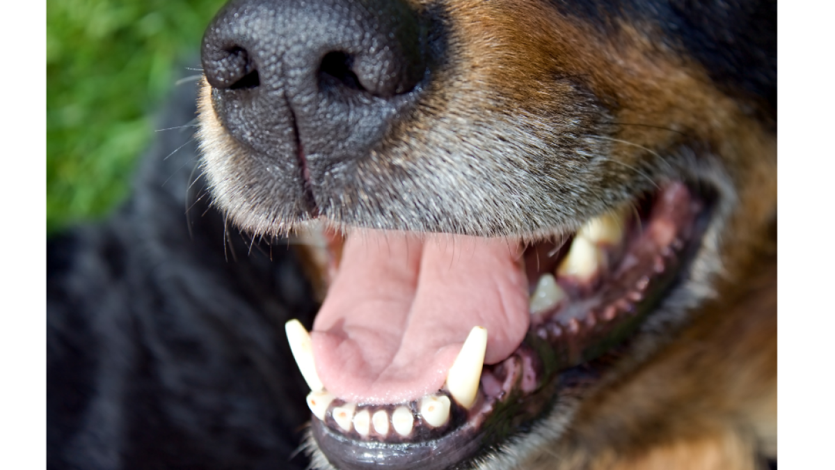 El distrito de Cartagena ofrece un premio por agresión brutal con un machete para un perro

 – Ojo critico