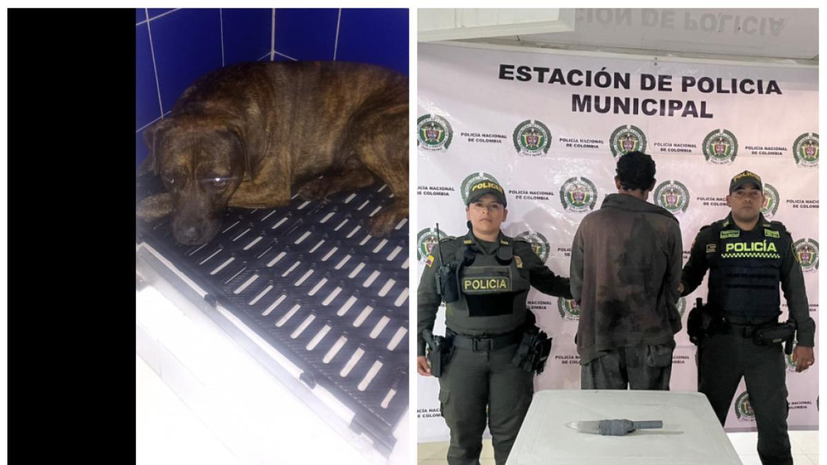 El perro sufrió una herida en la espada

 – Ojo critico