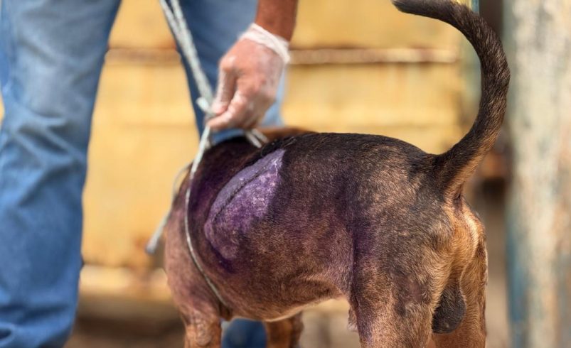 Los agresores de perros jóvenes en Cartaagen son entregados en el fiscal y serán procesados ​​por usar animales

 – Ojo critico