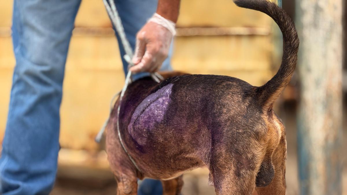 Los agresores de perros jóvenes en Cartaagen son entregados en el fiscal y serán procesados ​​por usar animales

 – Ojo critico