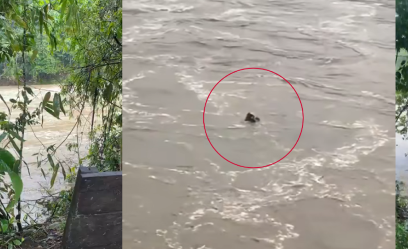 Una tragedia en el río Güjar, gol, balsas y kayak, que destruye con varios turistas: «nadan los cuerpos»

 – Ojo critico