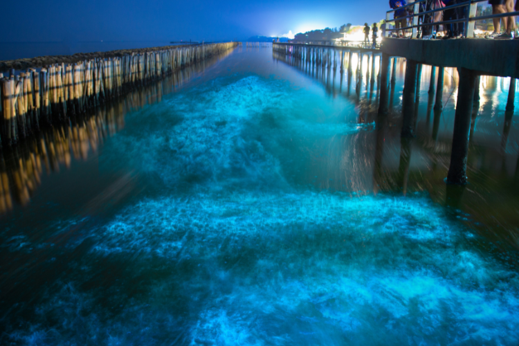 Una muestra fascinante de luces en el mar de Japón

 – Ojo critico