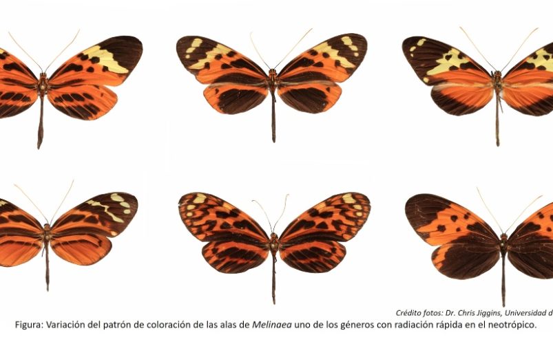 Los científicos revuelven el árbol evolutivo de las mariposas del ala y descubren seis nuevas especies

 – Ojo critico