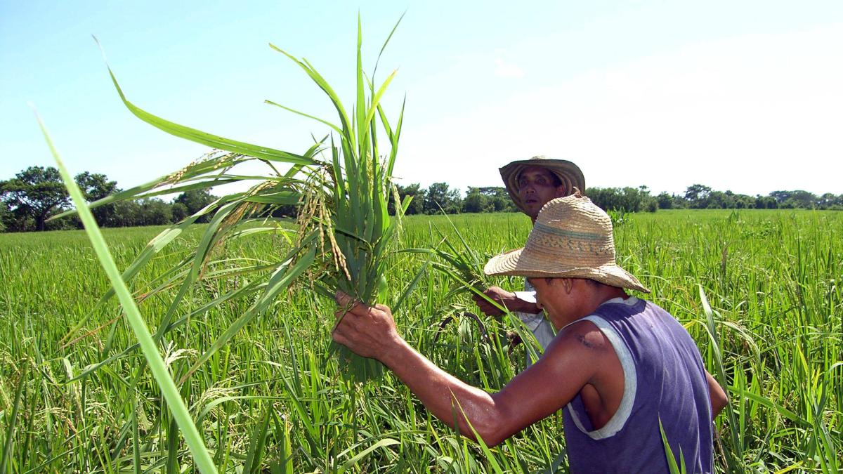 Rice Strike hoy 14 de julio

 – Ojo critico