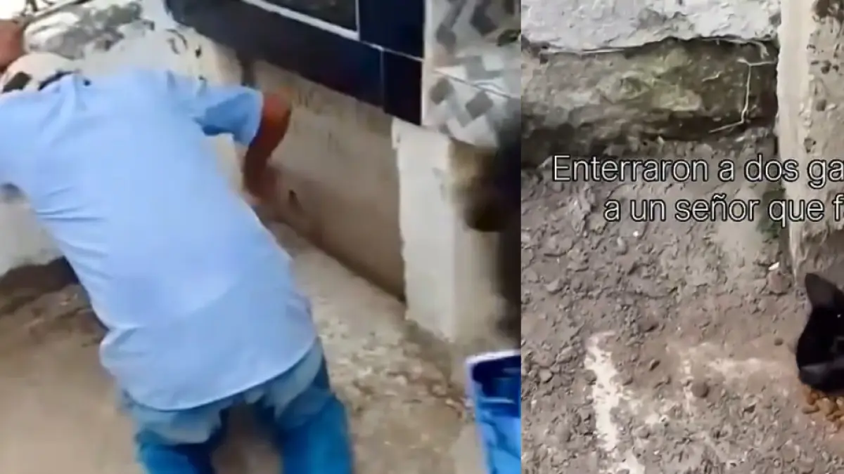 La indignación de los gatos que fueron enterrados vivos con su dueño en Sucre: fue un rescate

 – Ojo critico