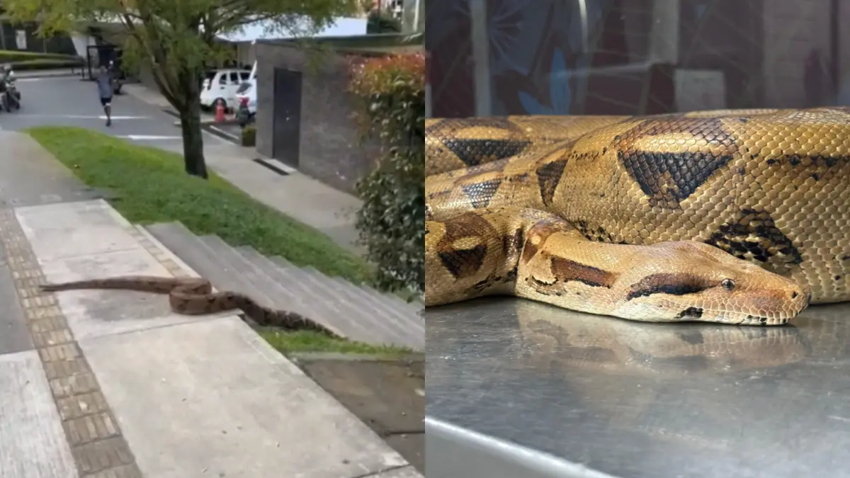 Boa reduciendo casi tres metros deambuló por las calles del sector residencial de Medellín durante muchas horas

 – Ojo critico
