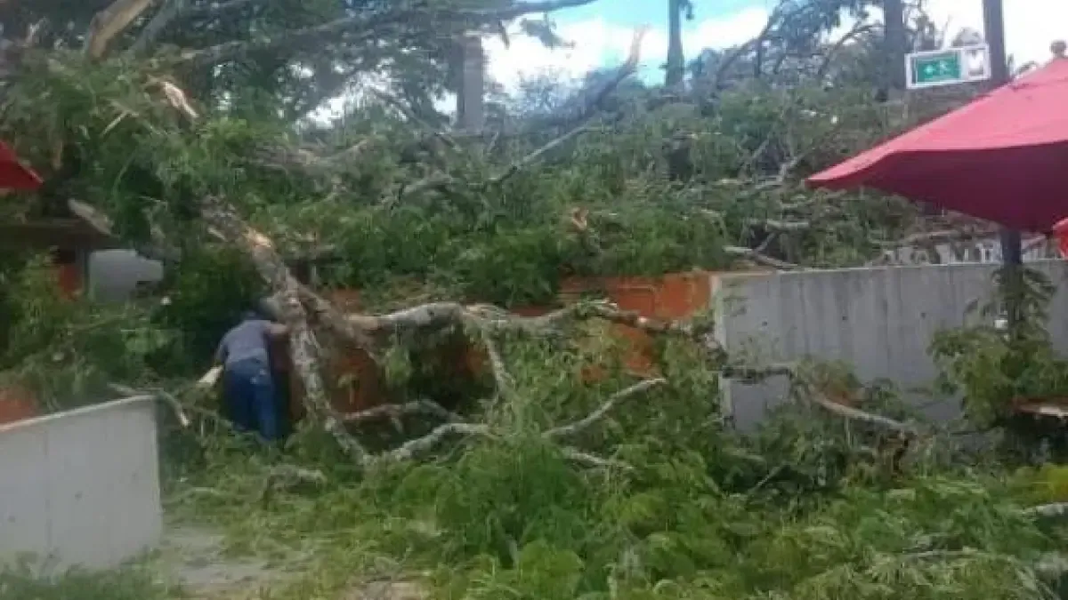 El árbol gigante se derrumbó en el centro de recreación, dejando a 20 heridos en Valle del Cauca: lo que se sabe

 – Ojo critico