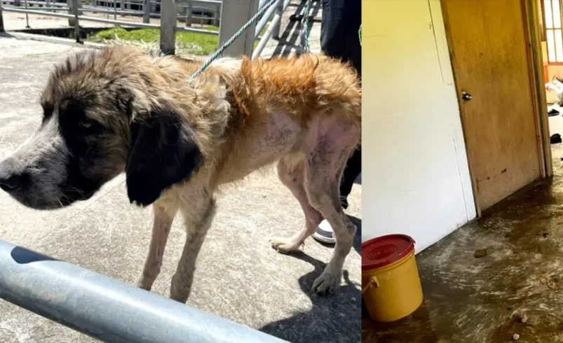 En San Vicente Ferrer, se ha descubierto un caso incorrecto de abuso animal.

 – Ojo critico