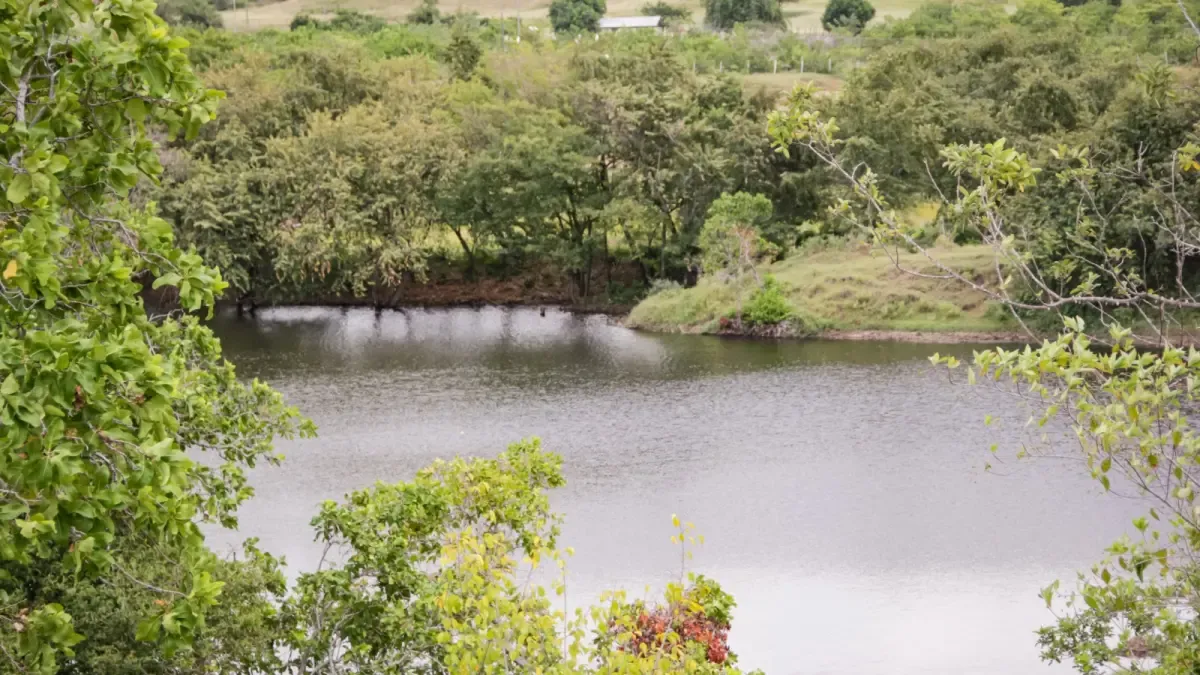 En una crisis por precios bajos de arroz, los criadores de tolima solicitan corrección en la fórmula que establece la recolección de la tasa de agua (TuA)
 – Ojo critico