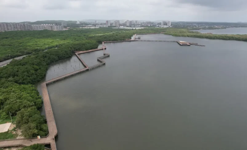 Barranquilla se une al Día Internacional de Defensa de Manglares con sembrar 200 plántulas rojas

 – Ojo critico