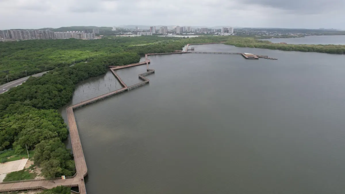 Barranquilla se une al Día Internacional de Defensa de Manglares con sembrar 200 plántulas rojas

 – Ojo critico