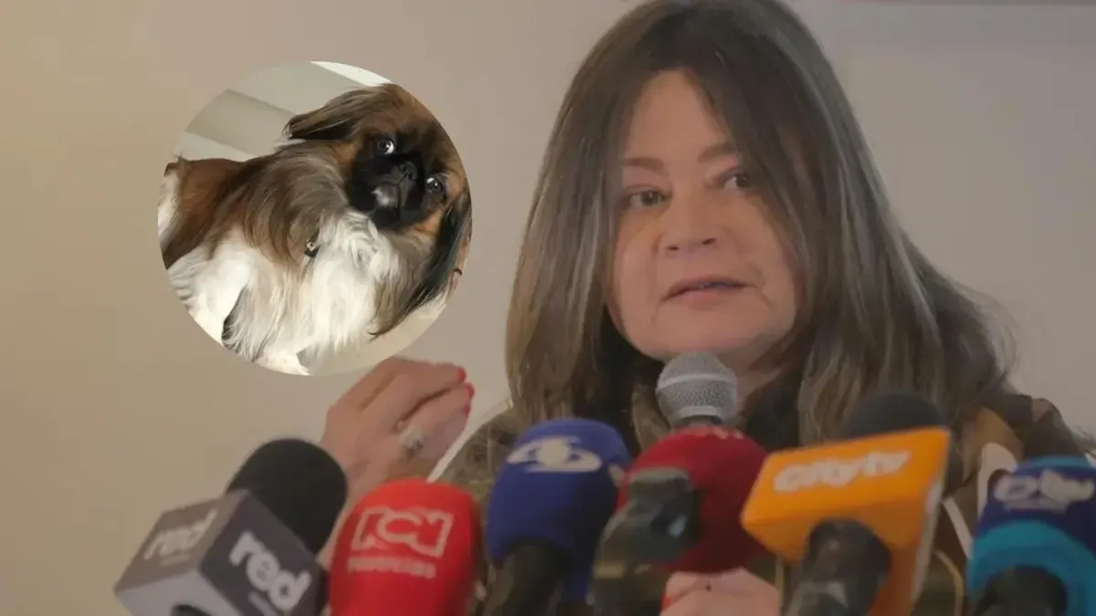 Aplicación del Ministerio de Transporte por Maxi, un cachorro que murió en la cajuela del autobús de la persona: «preciso y ágil»
 – Ojo critico