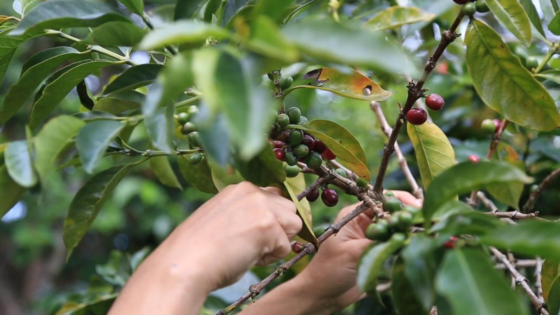 La región central redefine el mapa del café colombiano

 – Ojo critico