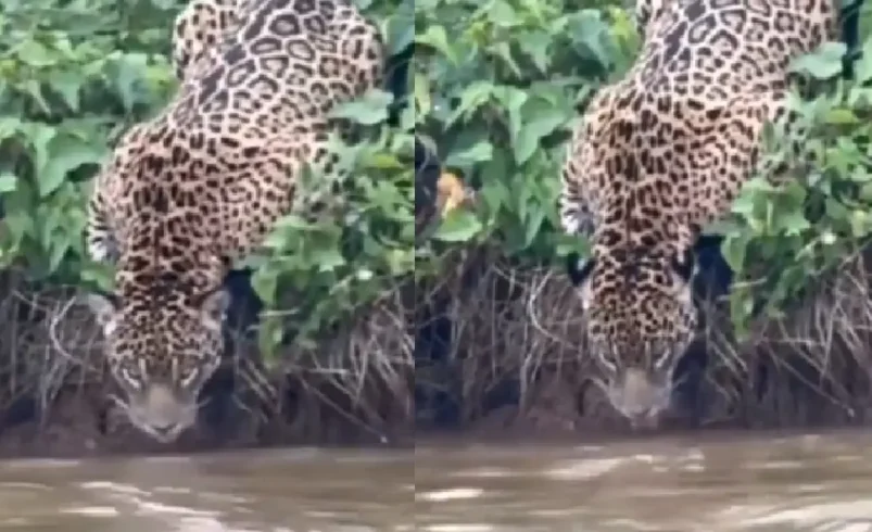 De esta manera, los turistas vieron gatos
 – Ojo critico