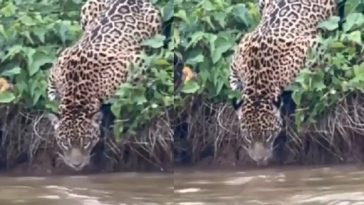 De esta manera, los turistas vieron gatos
 – Ojo critico