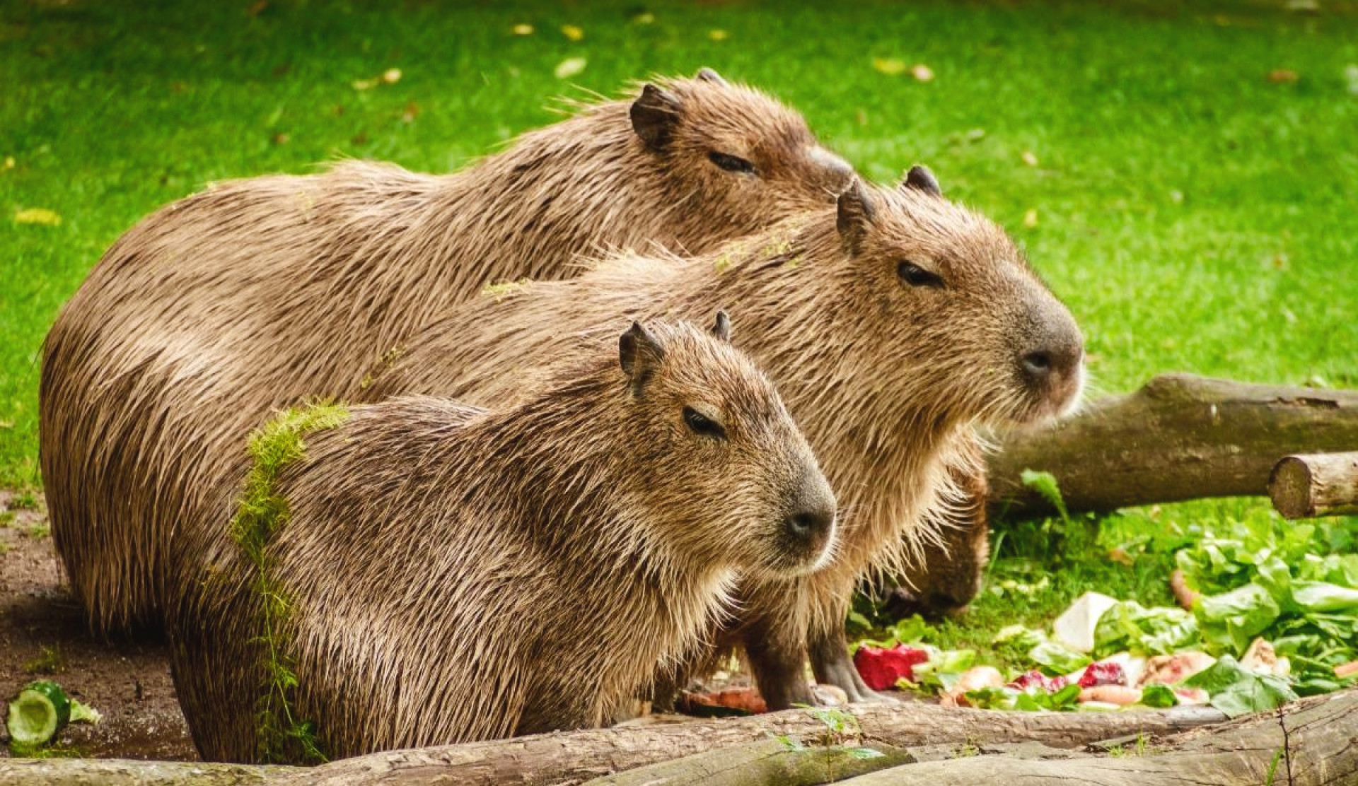 Día de la Capibara Mundial: el nucio gigante que une la cultura, la ecología y la conciencia

 – Ojo critico