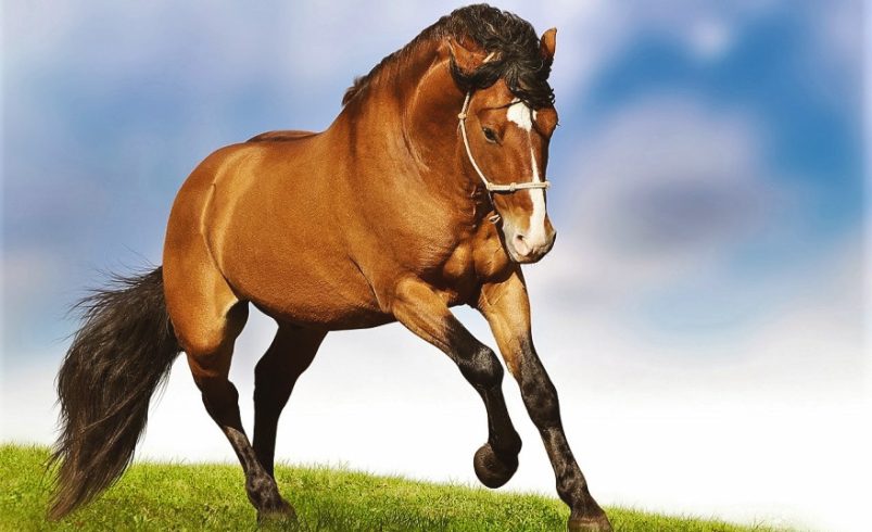 Día mundial del caballo: una celebración que honra su herencia y requiere su protección

 – Ojo critico