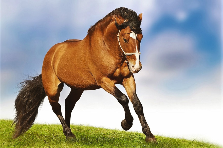 Día mundial del caballo: una celebración que honra su herencia y requiere su protección

 – Ojo critico
