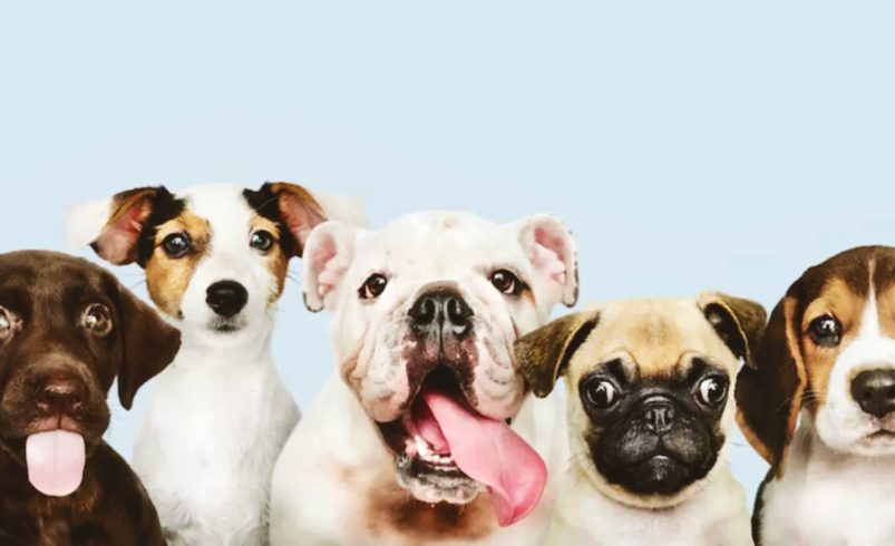 El Día Mundial del perro llama una posesión más consciente y respetuosa

 – Ojo critico