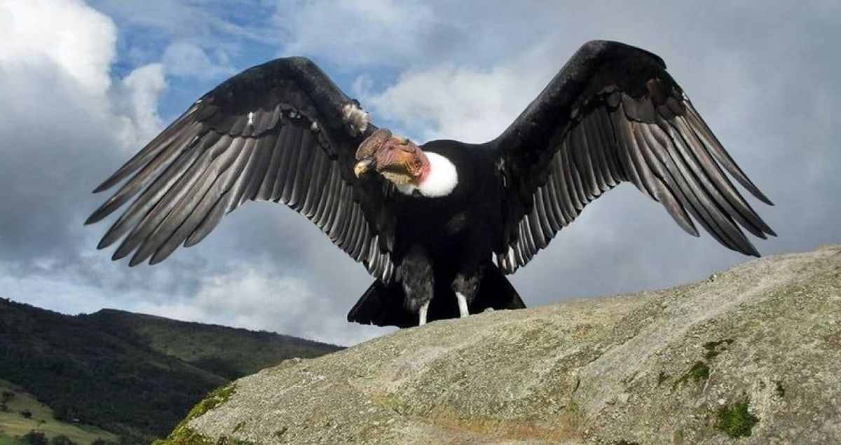 El Día de la Condición Internacional celebra a los Andes Guardian

 – Ojo critico