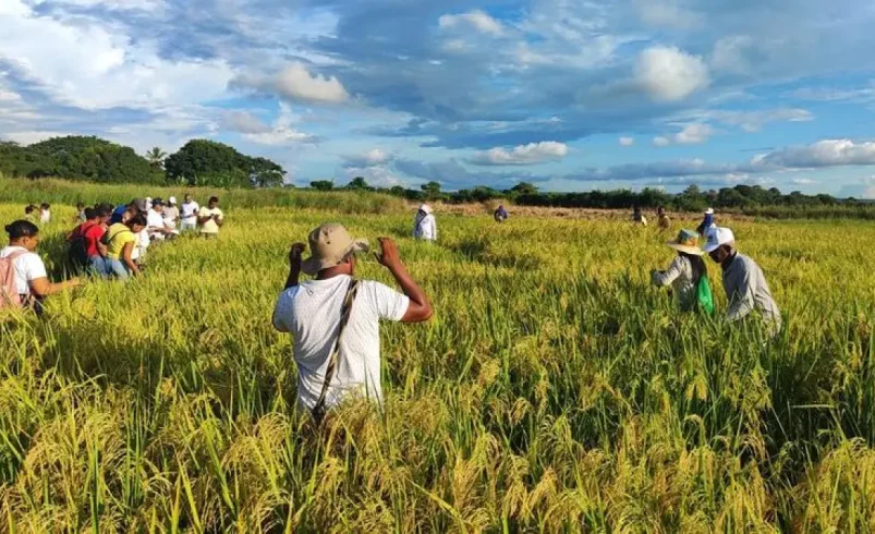 Gildia Rice anuncia el desempleo nacional a partir del 14 de julio debido a una disminución en los precios y la falta de respuesta del gobierno

 – Ojo critico