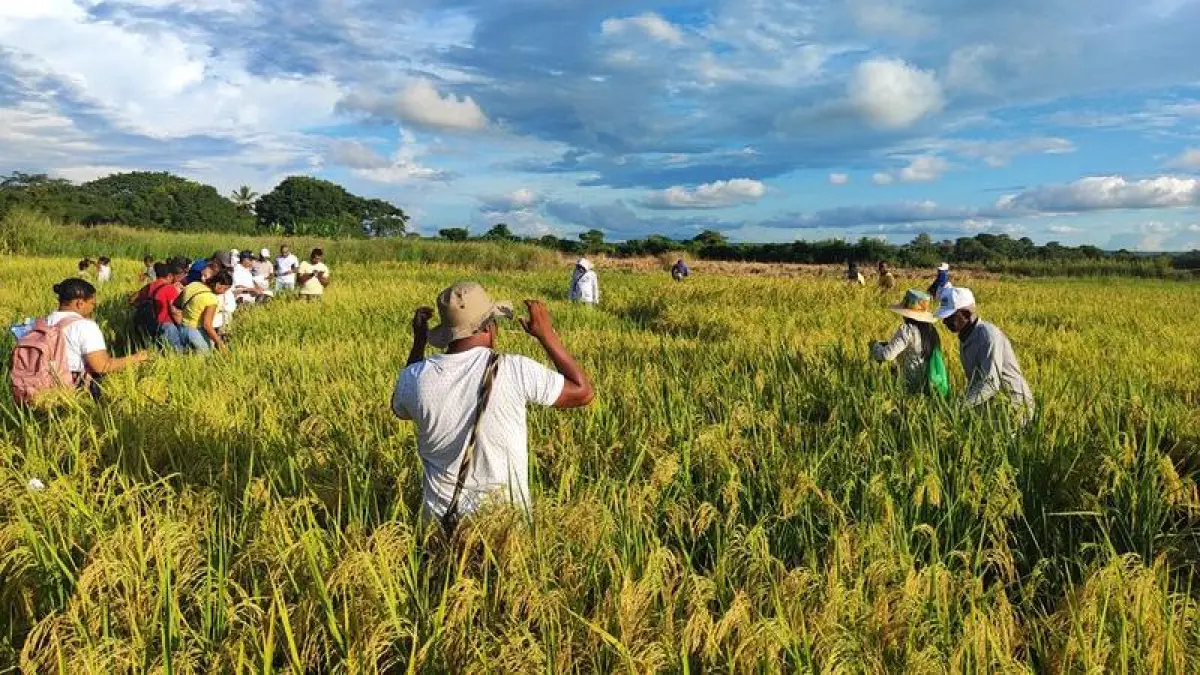 Gildia Rice anuncia el desempleo nacional a partir del 14 de julio debido a una disminución en los precios y la falta de respuesta del gobierno

 – Ojo critico
