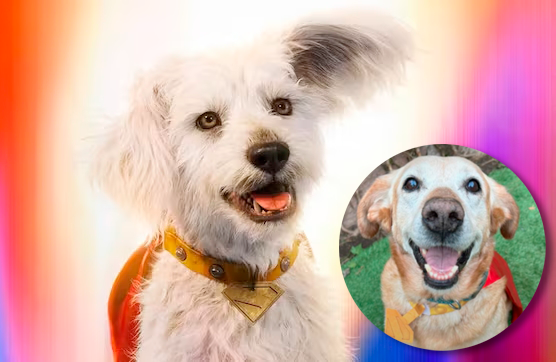 Krypto, ‘Superman’ Overex, libera una ola de adopciones en los Estados Unidos.

 – Ojo critico