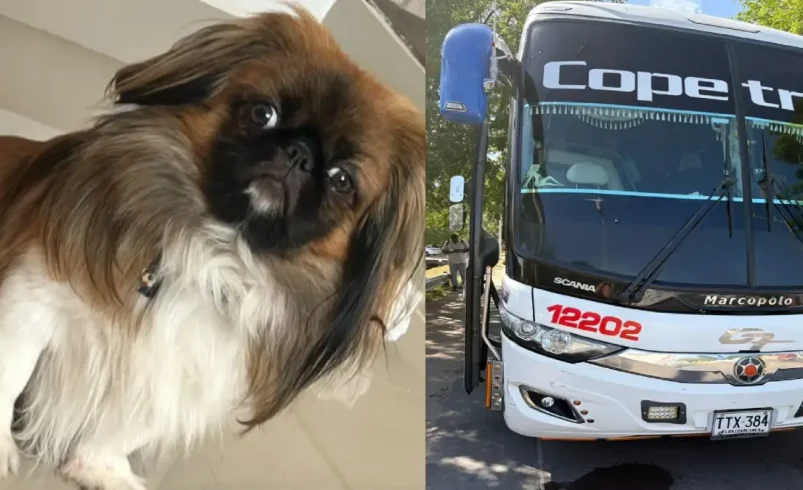 La historia de Maxi, un perro que murió en el baúl de un autobús de pelota después de que el conductor se opuso a sus dueños

 – Ojo critico