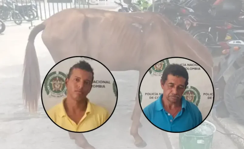 Se aplica la ley de los ángeles para heridas graves para las yeguas utilizadas para la adhesión

 – Ojo critico